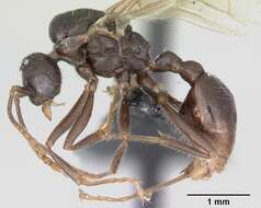 Image of Myrmica rugulosa Nylander 1849