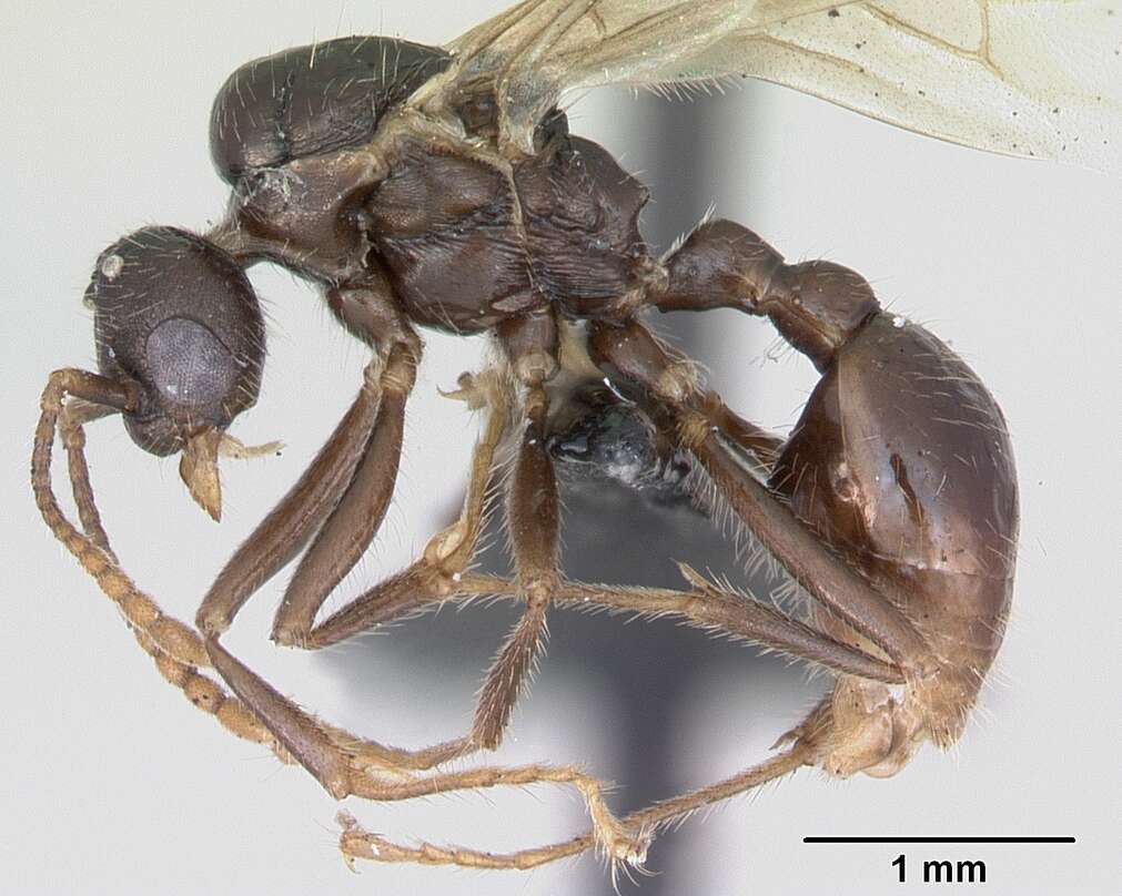 Image of Myrmica rugulosa Nylander 1849