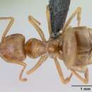 Image of Ghost ant