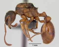 Image of European fire ant