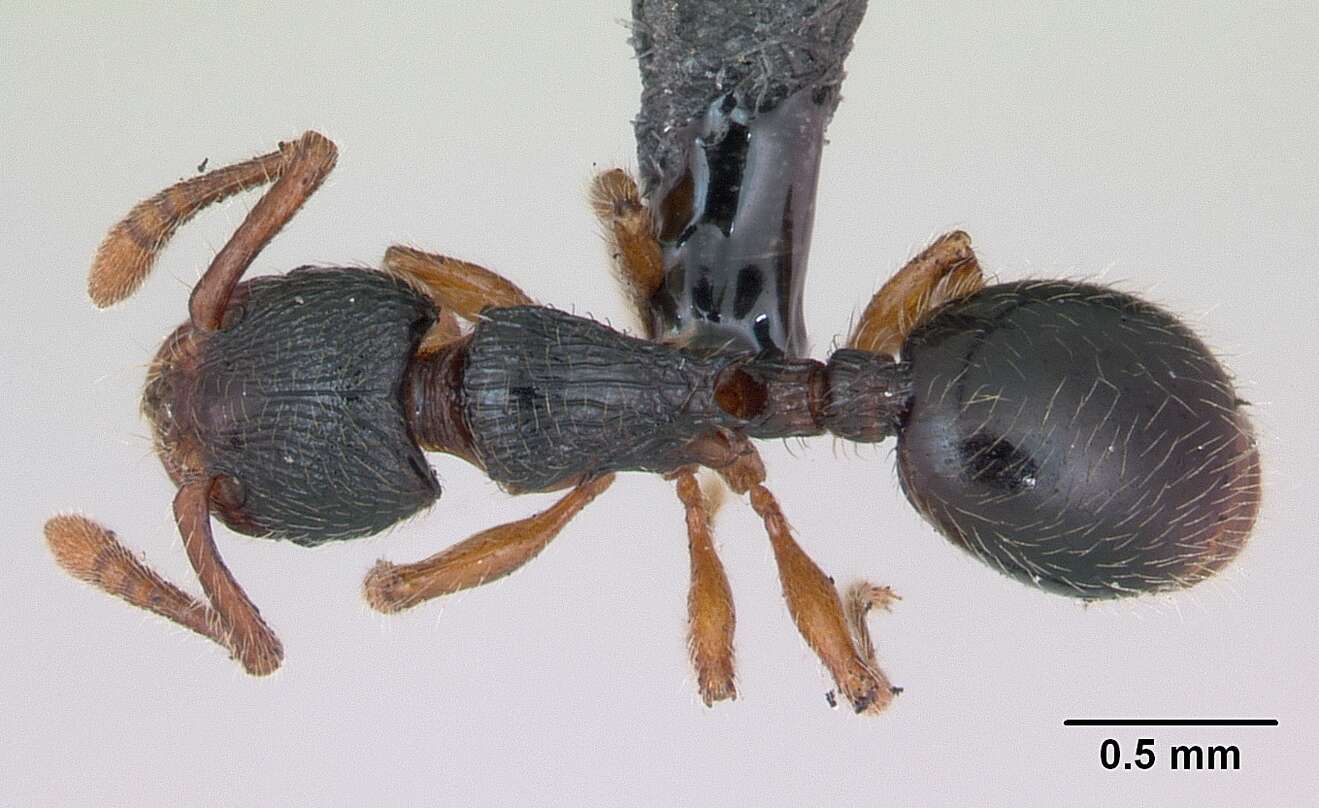 Image of Myrmecina graminicola (Latreille 1802)