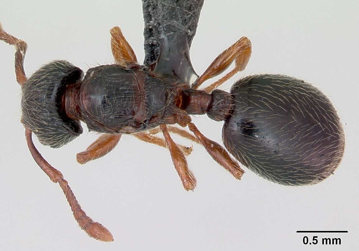 Image of Myrmecina graminicola (Latreille 1802)