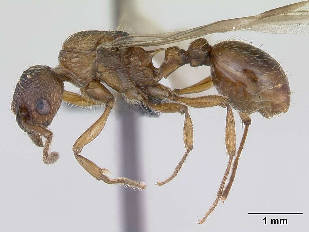 Imagem de Myrmica