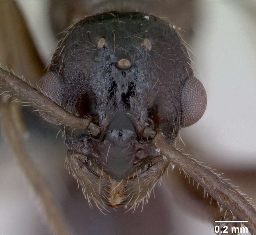 Imagem de Myrmica