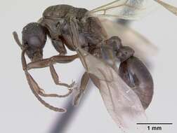 Imagem de Myrmica