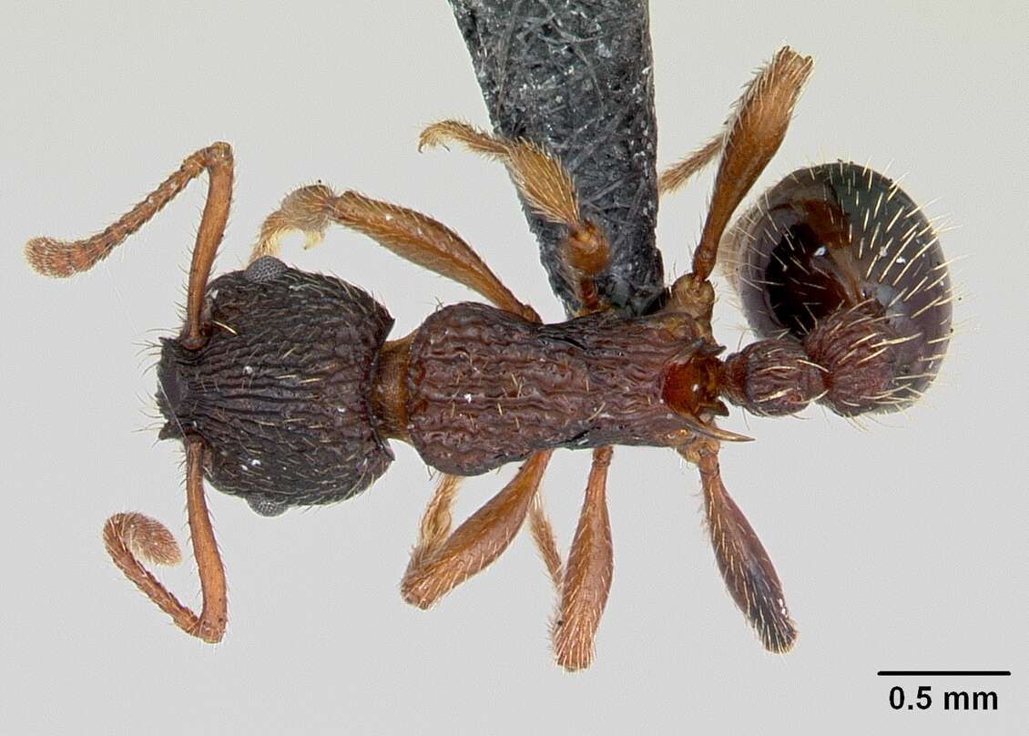 Imagem de Myrmica lobicornis Nylander 1846