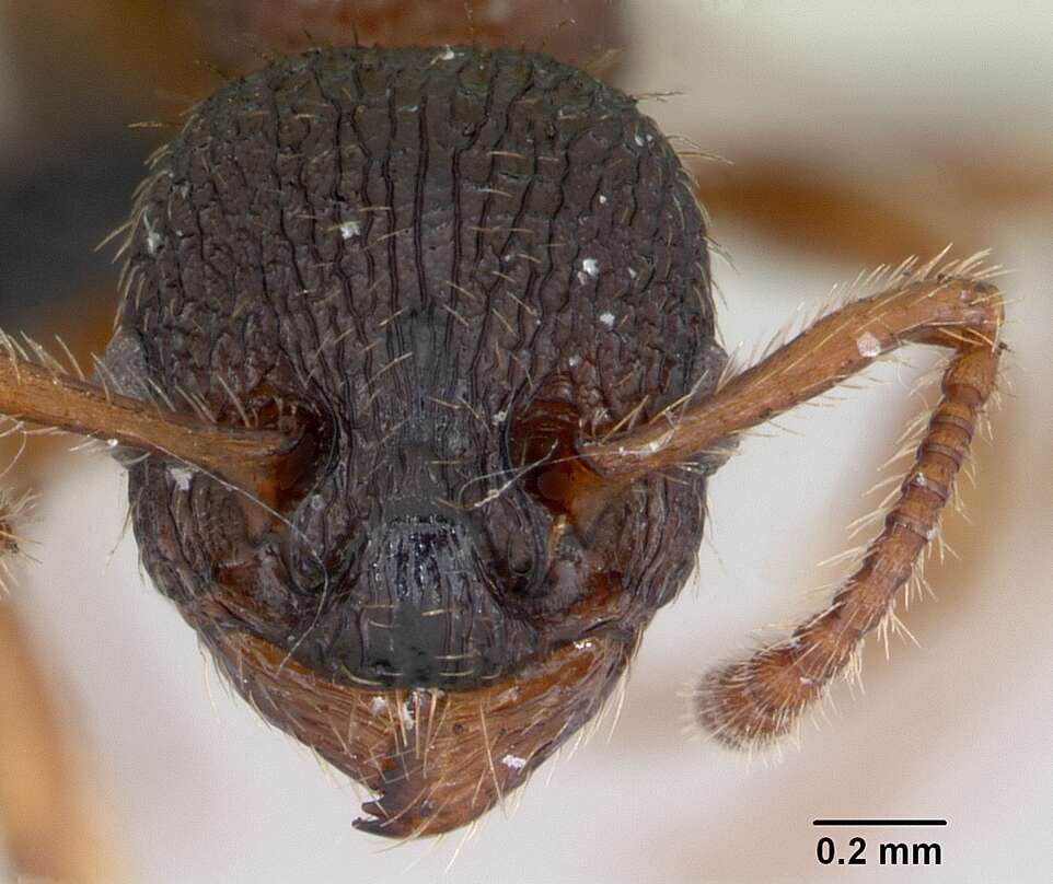 Imagem de Myrmica lobicornis Nylander 1846