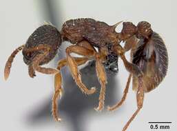 Imagem de Myrmica lobicornis Nylander 1846