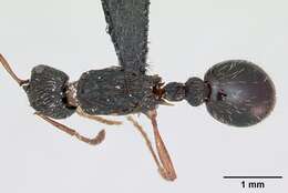 Imagem de Myrmica lobicornis Nylander 1846