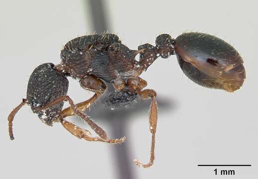 Imagem de Myrmica lobicornis Nylander 1846