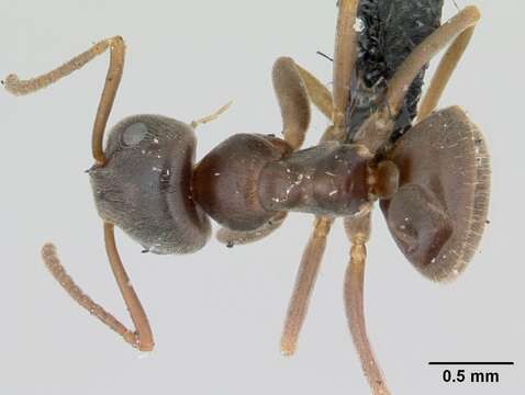 Image of cornfield and citronella ants