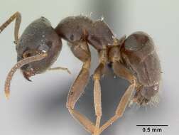 Image of cornfield and citronella ants