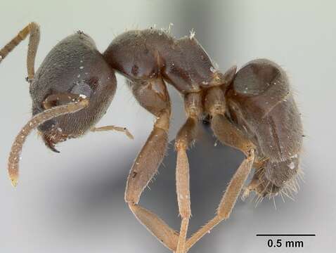 Image de Lasius