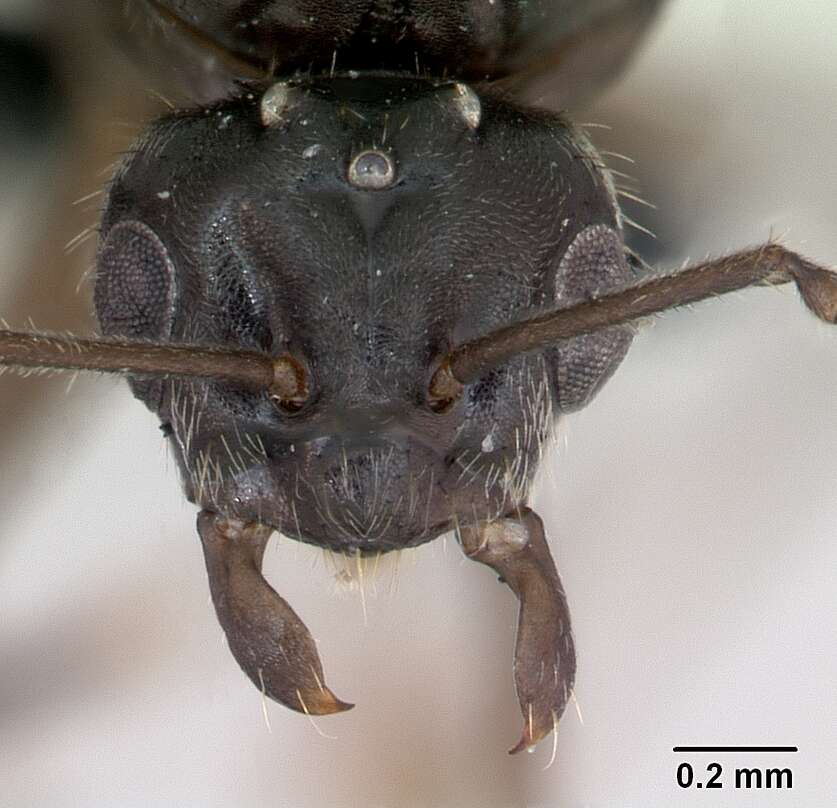 Image de Lasius