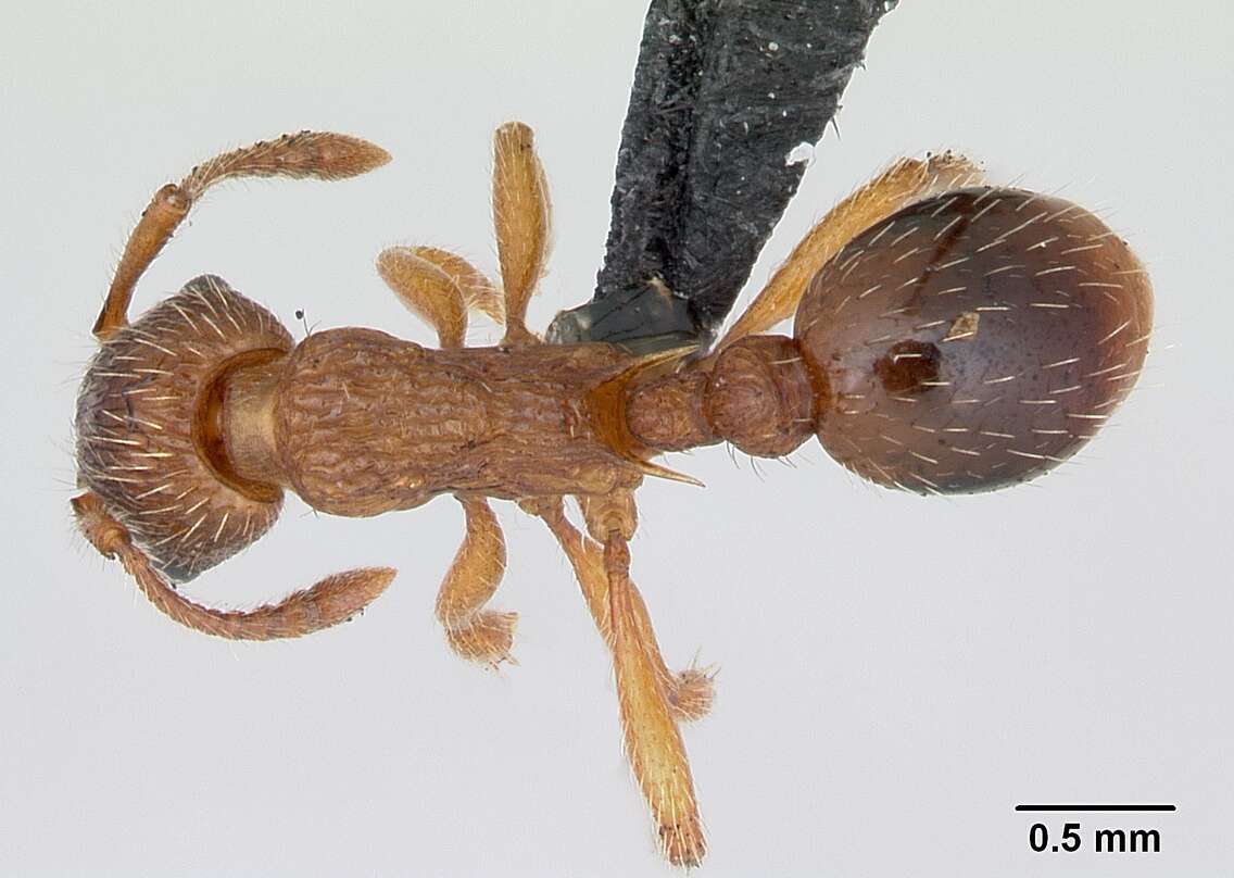 Image of Myrmica specioides