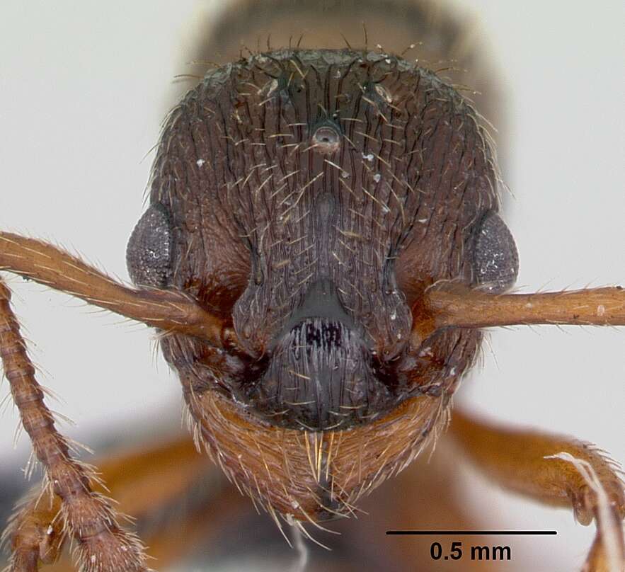 Image of Myrmica specioides