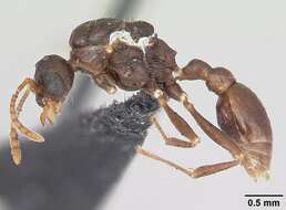 Image of Myrmica specioides