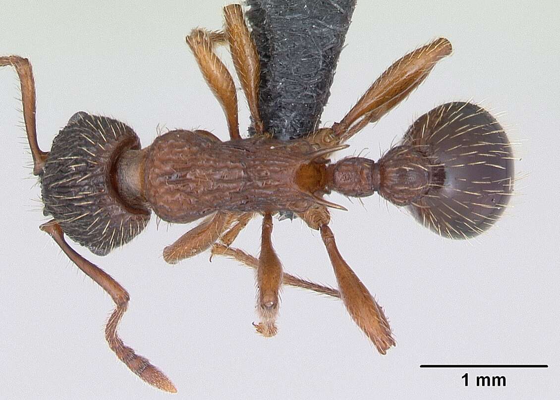 Image of Myrmica schencki Viereck 1903