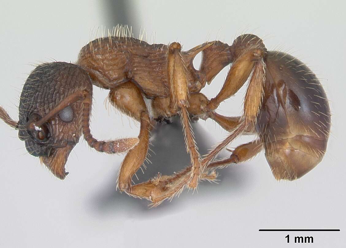 Image of Myrmica schencki Viereck 1903