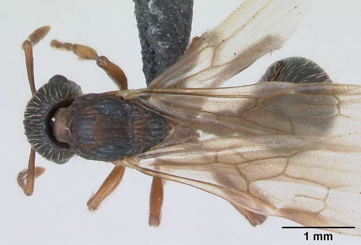 Image of Myrmica schencki Viereck 1903