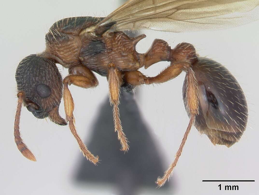 Image of Myrmica schencki Viereck 1903