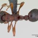 Imagem de Myrmica sulcinodis Nylander 1846