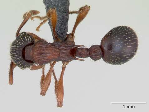 Image of Myrmica sulcinodis Nylander 1846