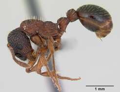 Image of Myrmica sulcinodis Nylander 1846