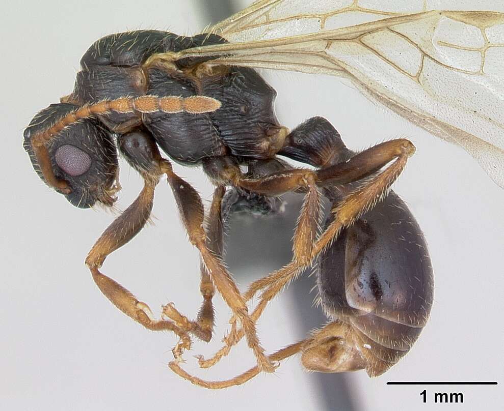 Image of Myrmica sulcinodis Nylander 1846