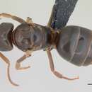 Image of Lasius jensi Seifert 1982