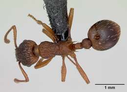 Image of Myrmica rugulosa Nylander 1849