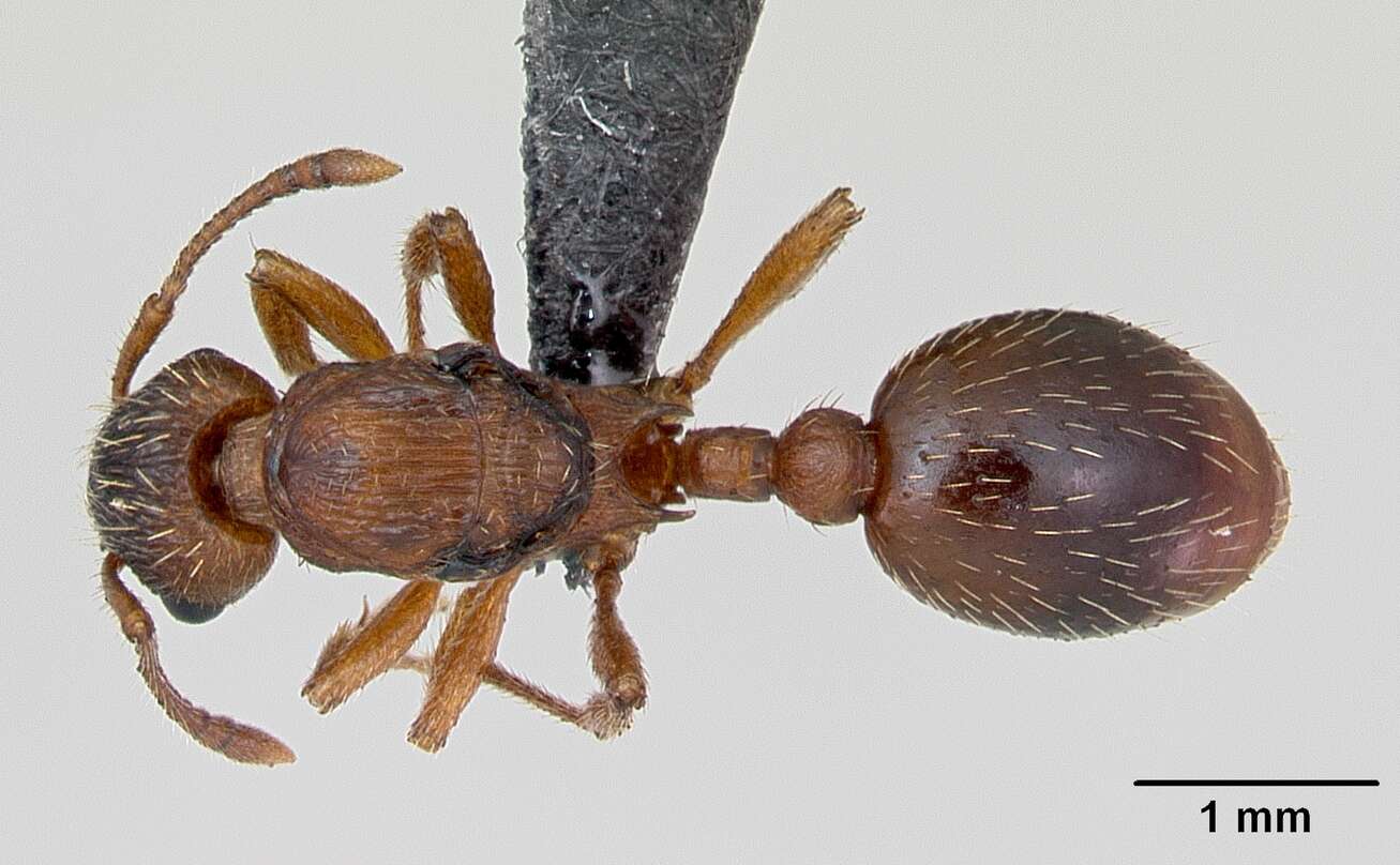 Image of Myrmica rugulosa Nylander 1849