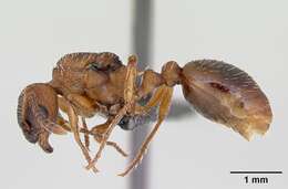 Image of Myrmica rugulosa Nylander 1849