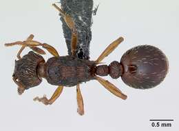 Image of Ant