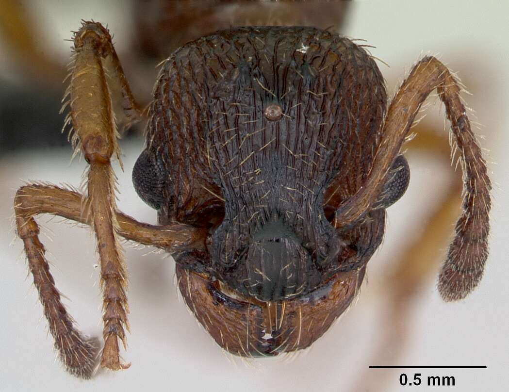 Image of Ant