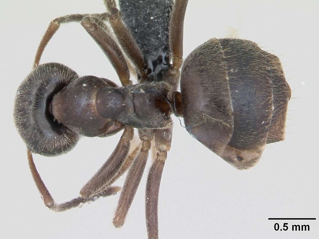 Imagem de Lasius platythorax Seifert 1991