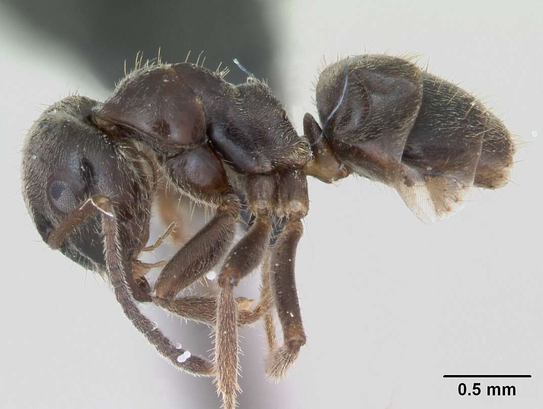 Imagem de Lasius platythorax Seifert 1991