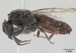 Imagem de Lasius platythorax Seifert 1991