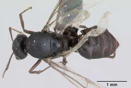 Imagem de Lasius platythorax Seifert 1991