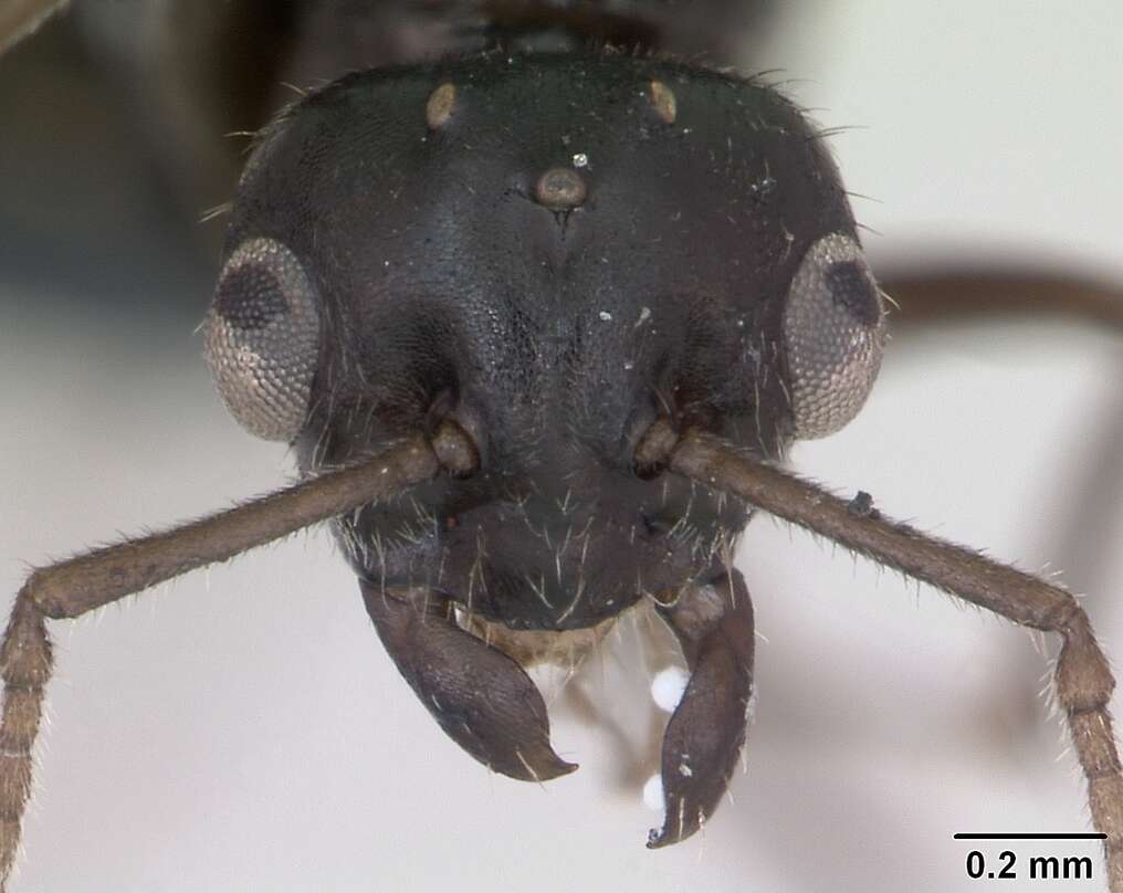 Imagem de Lasius platythorax Seifert 1991