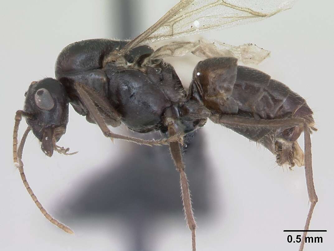 Imagem de Lasius platythorax Seifert 1991