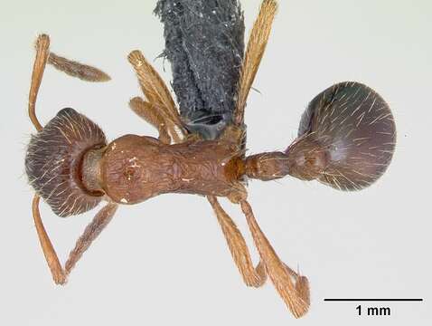 Image of European fire ant