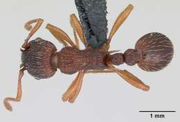 Image of Myrmica lonae