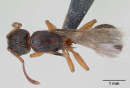 Image of Myrmica lonae