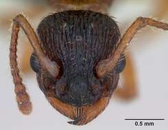 Image of Myrmica lonae