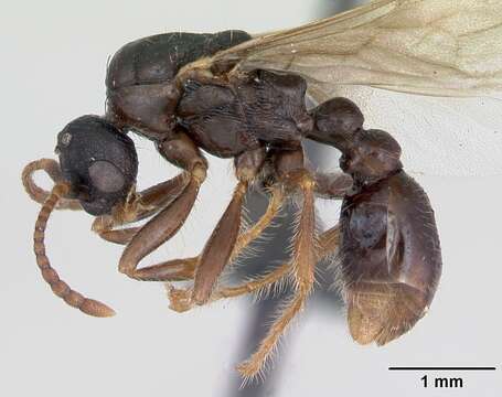 Image of Myrmica lonae