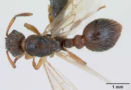 Image of Myrmica hirsuta Elmes 1978