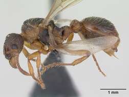 Image of Myrmica hirsuta Elmes 1978