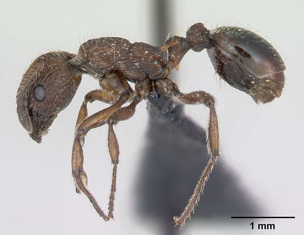 Image of Ant