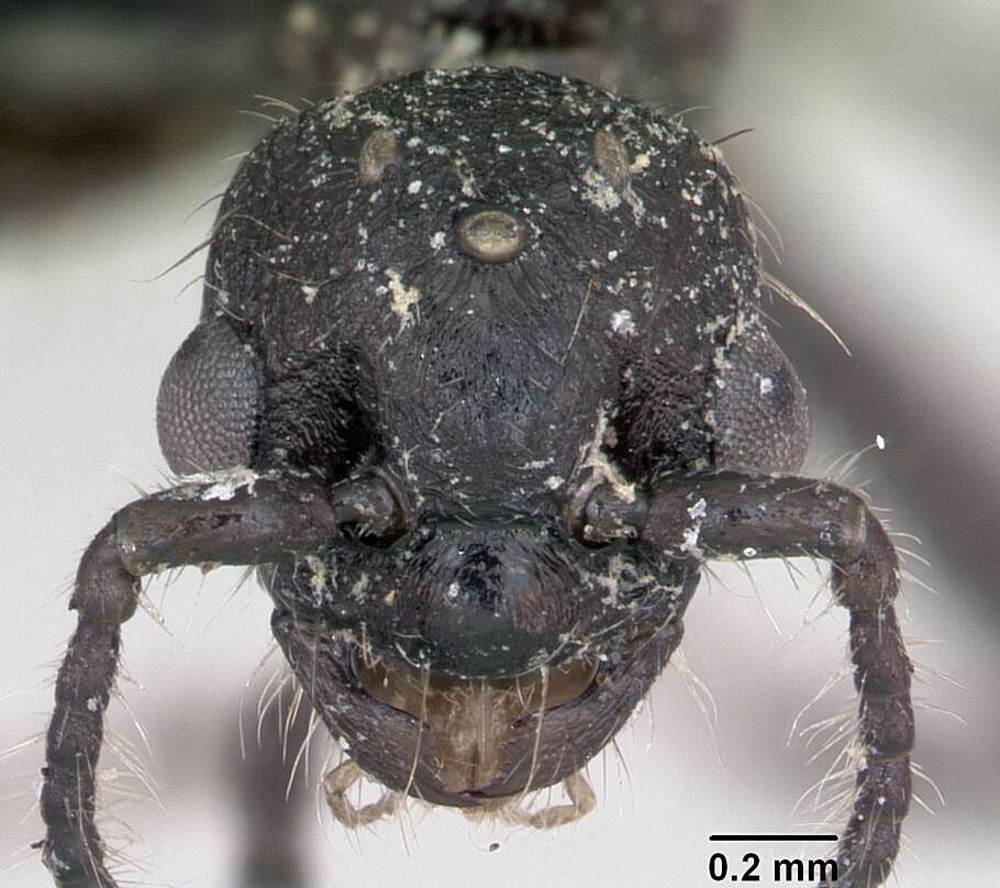 Image of Ant